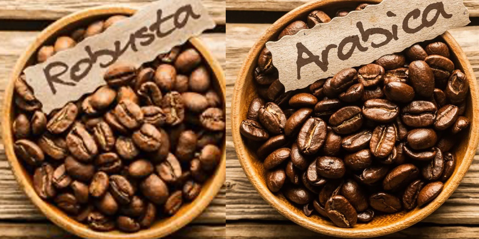 Arabica vs Robusta Coffee: Unveiling the Ultimate Showdown